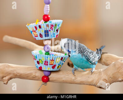 Budgerigar, Budgie (Melopsittacus undulatus). Riproduzione maschile con auto giocattolo. Germania Foto Stock