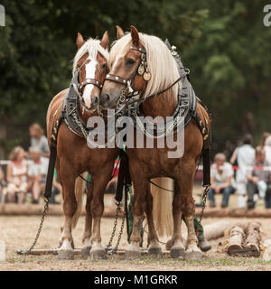 Foresta Nera a cavallo. Team di due durante la registrazione di una concorrenza in Baviera, Germania Foto Stock