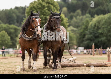 Sud Coldblood tedesco. Team di due durante la registrazione di una concorrenza in Baviera, Germania Foto Stock