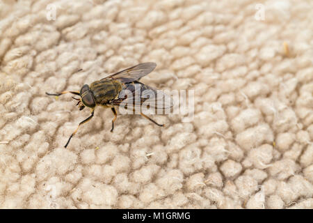 Il Gigante scuro Horsefly (Tabanus sudeticus). Adulto su una pecora. Germania Foto Stock