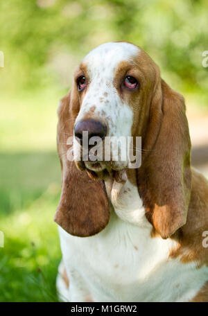 Basset Hound. Ritratto di cane adulto. Germania Foto Stock