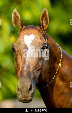 Akhal-Teke. Ritratto con adesività tradizionali. Germania Foto Stock