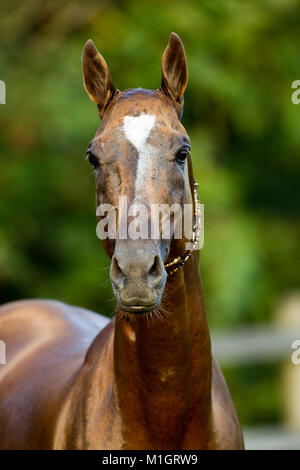 Akhal-Teke. Ritratto con adesività tradizionali. Germania Foto Stock