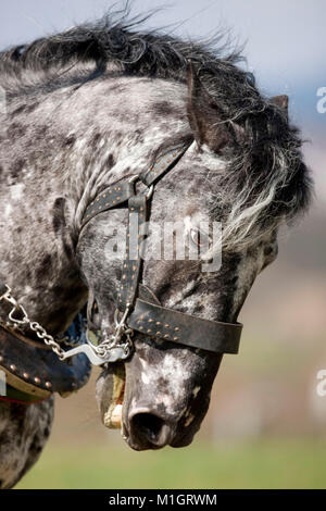 Cavallo norico. Ritratto di leopard-spotted adulto nel cablaggio con collare. Germania Foto Stock