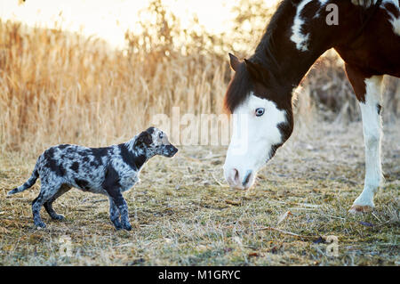 Amicizia animale: Pintabian e giovani mixed-razza cane interagenti. Germania Foto Stock