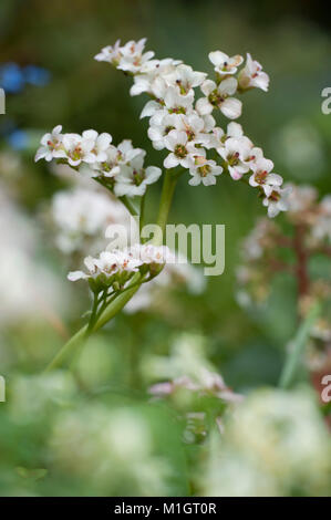 Bergenia cordifolia 'Bressingham White',Herzblatt-Bergenie,Elephant le orecchie Foto Stock