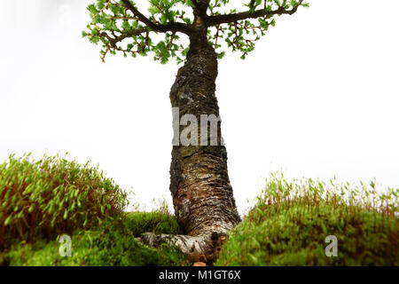 Abete in mezzo alla natura con rami ed erba verde Foto Stock