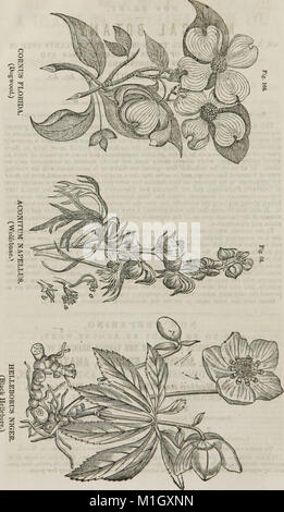 Un sistema di anatomia umana, generale e speciale (1847) (14799346003) Foto Stock