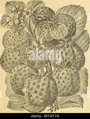 A.M. Purdy è descrittivo e catalogo di vendita al dettaglio per la primavera del 1883 di fragole, lamponi, more, ribes, uva spina, uva, nuova uva, frutta e alberi ornamentali, arbusti ornamentali, (17544523313) Foto Stock