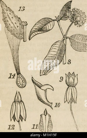 Una classe-libro di botanica, progettato per college, accademie e altri seminari illustrato da una flora del nord, centrale e stati occidentali; in particolare degli Stati Uniti a nord del (14580623769) Foto Stock