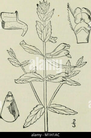 Una flora illustrata del nord degli Stati Uniti, il Canada e i possedimenti britannici - da Terranova al parallelo tra il confine meridionale della Virginia e dall'Oceano Atlantico verso ovest (14597131178) Foto Stock