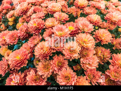 Una macro shot di alcuni crisantemo rosa fiorisce. Foto Stock