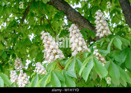 Ordinario di ippocastano (Aesculus hippocastanum) Gewöhnliche Rosskastanie (Aesculus hippocastanum) Foto Stock