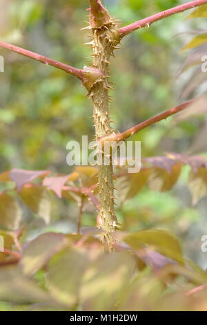Angelica giapponese tree (Aralia elata), Japanischer Angelikabaum (Aralia elata) Foto Stock