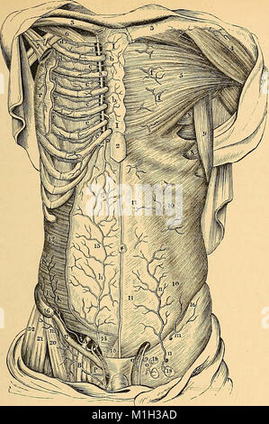 Anatomia delle arterie del corpo umano - descrittivo e chirurgico, con l'anatomia descrittiva del cuore (1881) (14741884216) Foto Stock