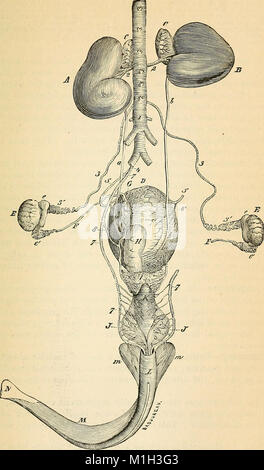 Un libro di testo comparato di fisiologia per gli studenti e gli operatori di confronto (veterinario) medicina (1890) (14763188302) Foto Stock