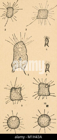 Annales de la Socit belge de microscopie (1875-1907) (17583654553) Foto Stock