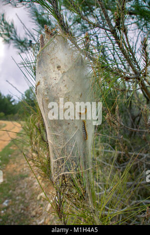 Pesti di foresta. Nido di farfalle (Pine Processionary Caterpillar, Thaumetopoea pityocampa), realizzato da bruchi. Mediterraneo La Turchia, aprile Foto Stock