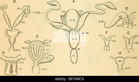 Un libro di testo comparato di fisiologia per gli studenti e gli operatori di confronto (veterinario) medicina (1890) (14576702408) Foto Stock