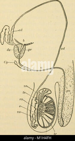*Un American Text-Book of Physiology* (1897) è un lavoro di riferimento completo sulla fisiologia umana, che copre la struttura e la funzione di vari sistemi corporei, tra cui il sistema circolatorio, respiratorio e nervoso, offrendo approfondimenti approfonditi sulle funzioni biologiche. Foto Stock
