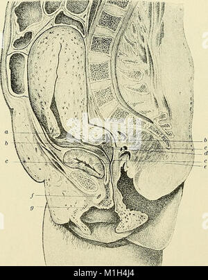 Questo trattato del 1896 sull'ostetricia funge da guida completa per studenti e medici, che copre gli aspetti chiave del parto, delle procedure mediche e dell'assistenza prenatale. Foto Stock