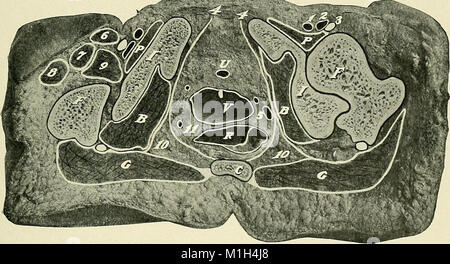 Un libro di testo di anatomia clinica - per studenti e professionisti (1907) (14800346673) Foto Stock