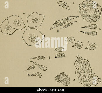 Un manuale di diagnosi clinica per mezzo di microscopiche e metodi chimici, per gli studenti, ospedale medici e terapeuti (1902) (14576985207) Foto Stock