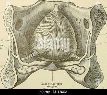 Un atlante di anatomia umana per gli studenti e i medici (1919) (20157230328) Foto Stock