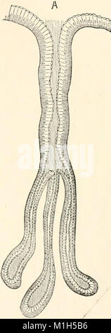 Un manuale di fisiologia umana, compresa l'istologia e anatomia microscopica, con particolare riferimento ai requisiti di medicina pratica (1885) (14801430473) Foto Stock