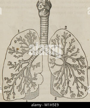 Questo trattato del 1849 offre un esame approfondito di anatomia, fisiologia e igiene. È stato progettato per servire come una risorsa educativa per un vasto pubblico, compresi studenti e famiglie, che copre la salute essenziale e la conoscenza corporea. Foto Stock