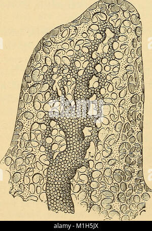 "Anatomy, Physiology and Hygiene" (1900) fornisce una panoramica approfondita della struttura e della funzione del corpo umano, coprendo i processi e i sistemi biologici essenziali. Esplora anche l'importanza dell'igiene nel mantenimento della salute, offrendo conoscenze di base per studenti e professionisti della salute. Foto Stock