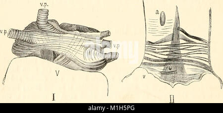 Un manuale di fisiologia umana, compresa l'istologia e anatomia microscopica, con particolare riferimento ai requisiti di medicina pratica (1885) (14594567420) Foto Stock