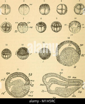 Un libro di testo comparato di fisiologia per gli studenti e gli operatori di confronto (veterinario) medicina (1890) (14740308296) Foto Stock