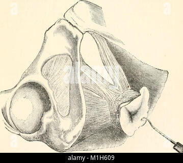 Un manuale di fisiologia umana, compresa l'istologia e anatomia microscopica, con particolare riferimento ai requisiti di medicina pratica (1885) (14781561305) Foto Stock