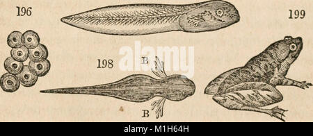 Animale e fisiologia vegetale, considerato con riferimento alla teologia naturale (1836) (14578117029) Foto Stock