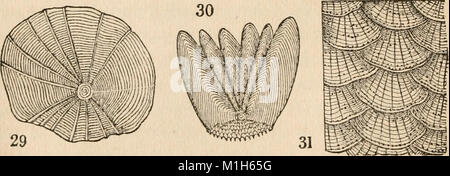 Animale e fisiologia vegetale, considerato con riferimento alla teologia naturale (1836) (14761539071) Foto Stock