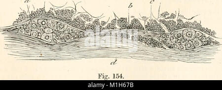 Un manuale di fisiologia umana, compresa l'istologia e anatomia microscopica, con particolare riferimento ai requisiti di medicina pratica (1885) (14758608866) Foto Stock