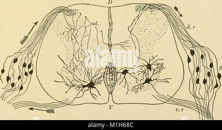 Questo libro di testo del 1897 fornisce una guida completa alla fisiologia umana, che copre vari sistemi corporei e le loro funzioni, rivolti a studenti e professionisti del settore medico. Foto Stock