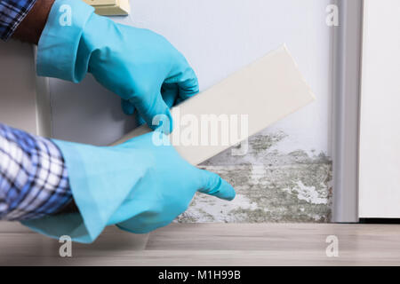 Close-up di una persona mano indossando i guanti Controllo parete ammuffita a casa Foto Stock