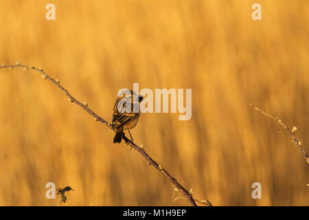 Stonechat comune Saxicola torquata femmina con caterpillar pelose nel suo becco Farllington paludi Hampshire e dell' Isola di Wight Wildlife Trust Reserve ha Foto Stock