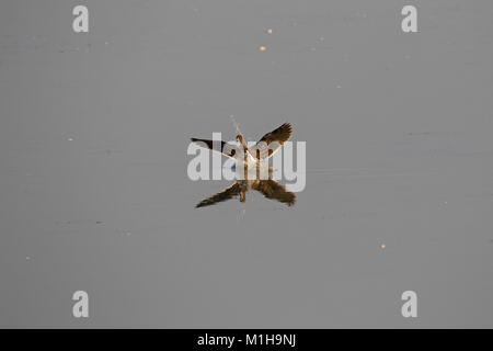 Black-winged stilt Himantopus himantopus capretti lo sbarco in laguna salata Kiskunsag Parco Nazionale vicino Tiszaalpar Ungheria Giugno 2017 Foto Stock