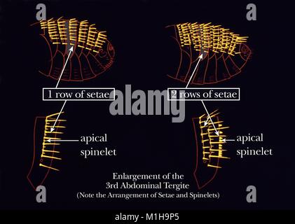 Illustrazione delle setole (setae) sulla pulce tergites addominale (superiore exoskeletal segmenti), utilizzato per classificare le pulci in famiglie, 1976. Immagine cortesia CDC. () Foto Stock