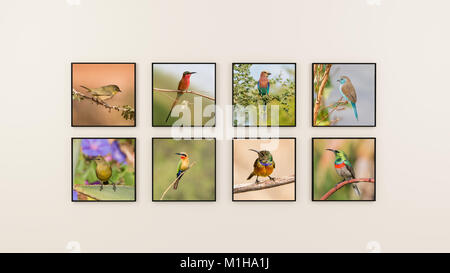 Una parete di fotografie di uccelli africani Foto Stock