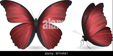 Set di farfalle isolati su sfondo bianco Illustrazione Vettoriale