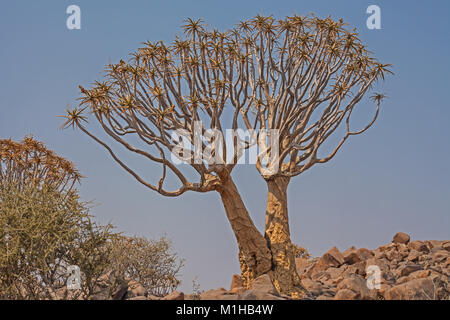 Aloidendron dichotomum, faretra Tree. in al Southern Namibia 9 Foto Stock
