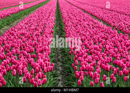 Una foto dalle incredibili campi di tulipani nei Paesi Bassi durante il nuvoloso, piovosa giornata di primavera. I fiori colorati sono ovunque. Foto Stock