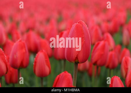 Una foto dalle incredibili campi di tulipani nei Paesi Bassi durante il nuvoloso, piovosa giornata di primavera. Il dettaglio di un singolo red tulip tra gli altri. Foto Stock