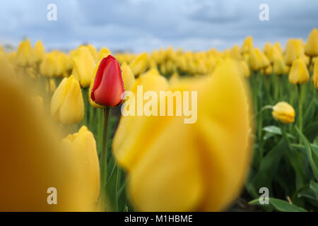 Una foto dalle incredibili campi di tulipani nei Paesi Bassi durante il nuvoloso, piovosa giornata di primavera. Il singolo red tulip tra quelli gialli. Foto Stock