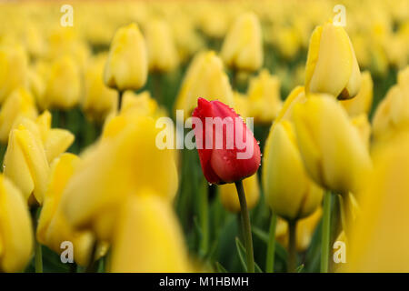 Una foto dalle incredibili campi di tulipani nei Paesi Bassi durante il nuvoloso, piovosa giornata di primavera. Il singolo red tulip tra quelli gialli. Foto Stock