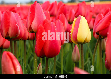 Una foto dalle incredibili campi di tulipani nei Paesi Bassi durante il nuvoloso, piovosa giornata di primavera. Il singolo tulipano giallo tra quelle rosse. Foto Stock